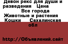 Девон рекс для души и разведения › Цена ­ 20 000 - Все города Животные и растения » Кошки   . Сахалинская обл.